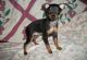 Miniature Pinscher Puppies for sale in Seattle, WA, USA. price: NA