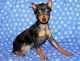 Miniature Pinscher Puppies for sale in Columbia, SC, USA. price: NA