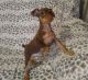 Miniature Pinscher Puppies for sale in Tinley Park, IL, USA. price: $500