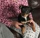 Miniature Pinscher Puppies for sale in Katy, TX, USA. price: NA