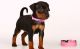 Miniature Pinscher Puppies for sale in Chicago, IL 60620, USA. price: $500