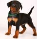 Miniature Pinscher Puppies for sale in Saginaw, MI 48604, USA. price: $500