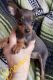 Miniature Pinscher Puppies for sale in Worcester, MA 01608, USA. price: NA