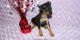 Miniature Pinscher Puppies for sale in Kansas City, MO, USA. price: $500
