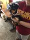 Miniature Pinscher Puppies for sale in McMurray, PA, USA. price: NA