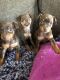 Miniature Pinscher Puppies for sale in Seligman, MO 65745, USA. price: $600