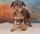 Miniature Pinscher Puppies for sale in Des Moines, IA, USA. price: $400