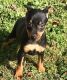 Miniature Pinscher Puppies for sale in Sterling, VA, USA. price: NA