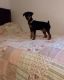 Miniature Pinscher Puppies for sale in Manilla, IN 46150, USA. price: NA
