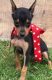 Miniature Pinscher Puppies for sale in Raleigh, NC 27668, USA. price: NA