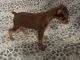 Miniature Pinscher Puppies for sale in Salt Lake City, UT, USA. price: NA