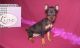 Miniature Pinscher Puppies for sale in Gillette, WY, USA. price: $500