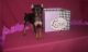 Miniature Pinscher Puppies for sale in Warrendale, PA, USA. price: $500