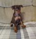Miniature Pinscher Puppies for sale in Beaverton, OR, USA. price: $500