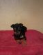 Miniature Pinscher Puppies for sale in Bangor, PA 18013, USA. price: $500