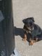 Miniature Pinscher Puppies for sale in Tulsa, OK, USA. price: NA