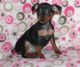 Miniature Pinscher Puppies for sale in Hartford, CT 06156, USA. price: NA