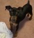 Miniature Pinscher Puppies for sale in Chicago, IL, USA. price: $500