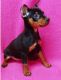 Miniature Pinscher Puppies for sale in Cleveland, OH, USA. price: $500