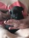 Miniature Pinscher Puppies for sale in Jefferson, NC 28640, USA. price: NA