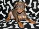 Miniature Pinscher Puppies for sale in Des Moines, IA, USA. price: $500