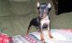 Miniature Pinscher Puppies for sale in Fitchburg, MA 01420, USA. price: $600