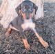 Miniature Pinscher Puppies for sale in Louisville, KY, USA. price: $500