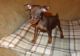 Miniature Pinscher Puppies for sale in Miles City, MT 59301, USA. price: $500