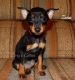 Miniature Pinscher Puppies for sale in Elkland, MO 65644, USA. price: $800