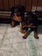 Miniature Pinscher Puppies for sale in Eastlake, OH, USA. price: $650