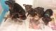 Miniature Pinscher Puppies for sale in Lucedale, MS 39452, USA. price: NA