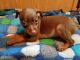Miniature Pinscher Puppies for sale in Monett, MO, USA. price: NA