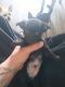 Miniature Pinscher Puppies for sale in Grand Haven, MI, USA. price: NA
