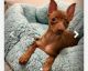 Miniature Pinscher Puppies for sale in Brooklyn, NY, USA. price: $400