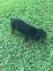 Miniature Pinscher Puppies for sale in Groves, TX 77619, USA. price: NA