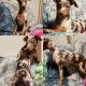 Miniature Pinscher Puppies for sale in Valley Center, CA, USA. price: NA