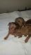Miniature Pinscher Puppies for sale in Paris, KY 40361, USA. price: $450