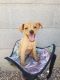 Miniature Pinscher Puppies for sale in Goodyear, AZ, USA. price: NA