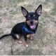 Miniature Pinscher Puppies for sale in Fort Worth, TX 76155, USA. price: NA