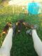 Miniature Pinscher Puppies for sale in Plymouth East Rd E, Ohio, USA. price: $250