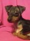 Miniature Pinscher Puppies for sale in Williams, CA 95987, USA. price: NA