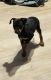 Miniature Pinscher Puppies for sale in Belvidere, IL 61008, USA. price: NA