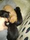 Miniature Pinscher Puppies for sale in Plymouth East Rd E, Ohio, USA. price: $250