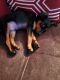 Miniature Pinscher Puppies for sale in Bethel, KY 40374, USA. price: $250