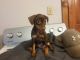 Miniature Pinscher Puppies for sale in Richland Center, WI 53581, USA. price: NA