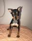 Miniature Pinscher Puppies for sale in Lawrenceville, GA, USA. price: NA