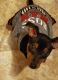 Miniature Pinscher Puppies for sale in Munster, IN, USA. price: NA