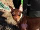 Miniature Pinscher Puppies for sale in Elkland, MO 65644, USA. price: $750