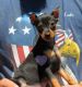 Miniature Pinscher Puppies for sale in Elkland, MO 65644, USA. price: $900
