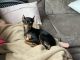 Miniature Pinscher Puppies for sale in Easton, PA, USA. price: NA